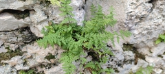 Cystopteris fragilis