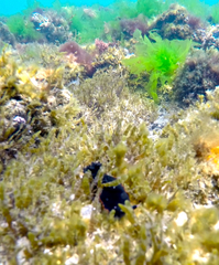 Dendrodoris arborescens