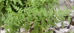 Cystopteris fragilis