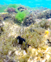 Dendrodoris arborescens