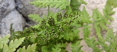 Cystopteris fragilis