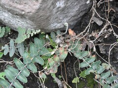Asplenium palmeri