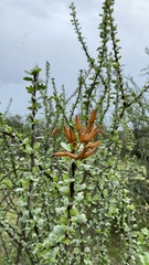 Fouquieria diguetii