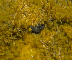 Dendrodoris arborescens