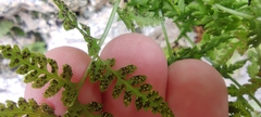 Cystopteris fragilis