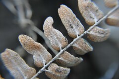 Asplenium palmeri