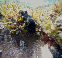 Dendrodoris arborescens