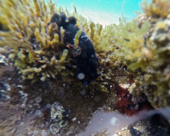 Dendrodoris arborescens