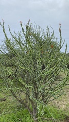 Fouquieria diguetii