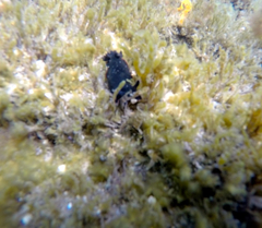 Dendrodoris arborescens