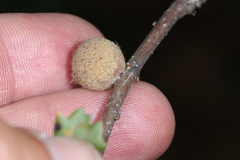 Burnettweldia washingtonensis