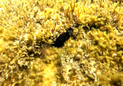 Dendrodoris arborescens