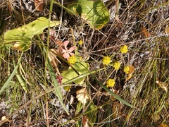 Bupleurum multinerve