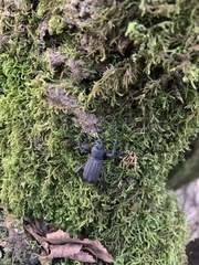 Aegorhinus suturalis