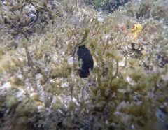 Dendrodoris arborescens