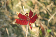 Neurothemis fulvia