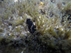 Dendrodoris arborescens