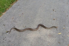 Pantherophis ramspotti