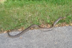 Pantherophis ramspotti