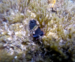 Dendrodoris arborescens