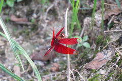 Neurothemis fulvia