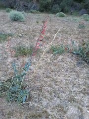 Penstemon centranthifolius