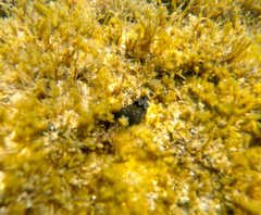 Dendrodoris arborescens