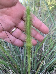 Lycopodiella appressa