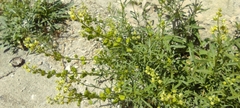 Reseda lutea