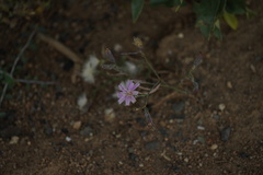 Stephanomeria lactucina