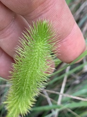 Lycopodiella appressa