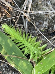 Lycopodiella appressa