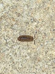 Holoverticata
