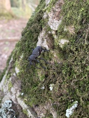 Aegorhinus suturalis