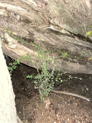 Euphorbia serpens