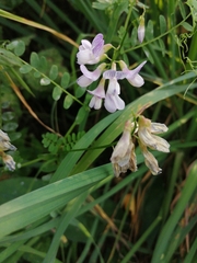 Vicia sylvatica
