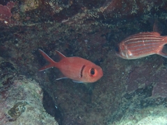 Myripristis jacobus