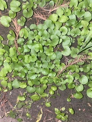 Dichondra carolinensis