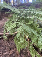 Dryopteris expansa