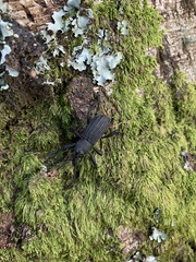 Aegorhinus suturalis