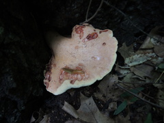 Fistulina hepatica
