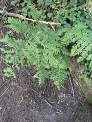 Dryopteris expansa