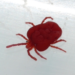 Trombidium