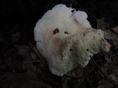 Fistulina hepatica