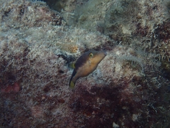 Canthigaster rostrata