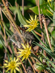 Tragopogon dubius