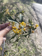 Berberis trifoliolata
