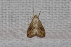 Evergestis forficalis