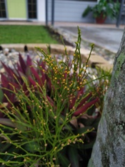 Psilotum nudum
