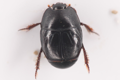 Hypocaccus lucidulus